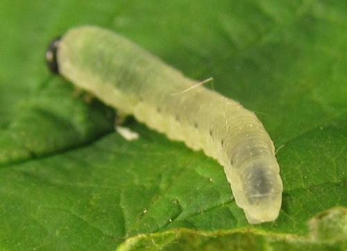 Réf. 279 492 : Empria pumiloides