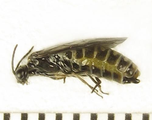 Empria pumiloides