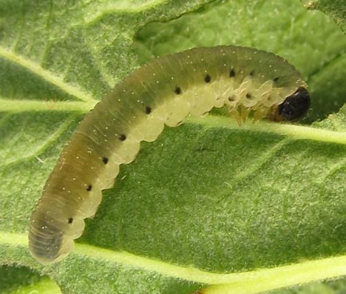 Empria pumiloides
