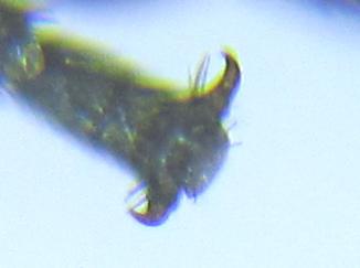 Empria pumiloides