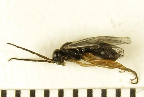 Réf. 279 373 : Platycampus luridiventris