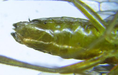Réf. 279 774 : Euura viridissima