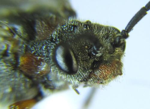 Réf. 279 442 : Dolerus schmidti