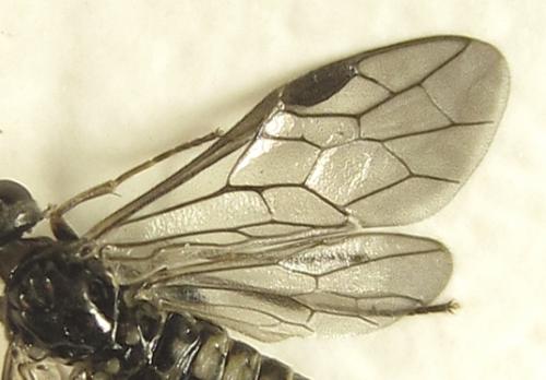 Réf. 279 473 : Empria pumiloides