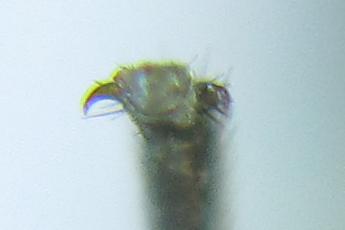 Empria pumiloides