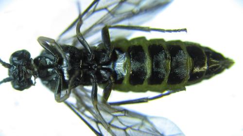 Empria pumiloides