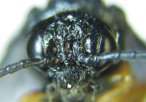Réf. 279 593 : Eutomostethus gagathinus