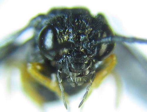 Réf. 279 717 : Eutomostethus gagathinus