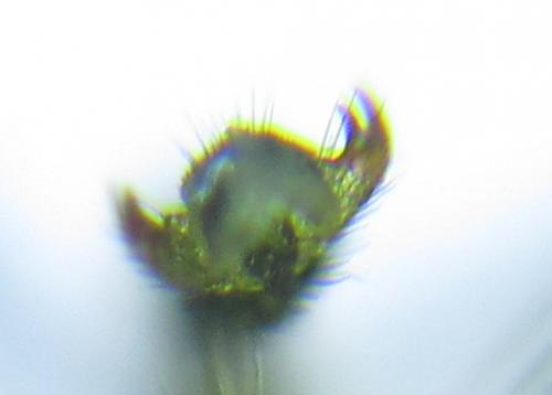 Euura viridissima