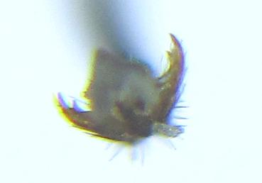 Réf. 279 374 : Platycampus luridiventris