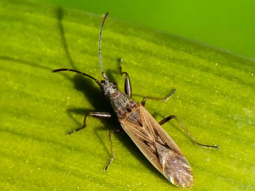 Réf. 279 006 : Paromius gracilis