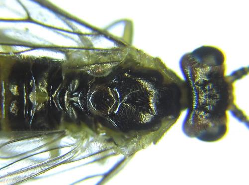 Réf. 279 775 : Euura viridissima