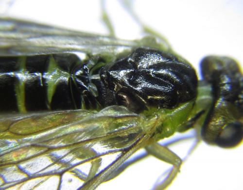 Réf. 279 863 : Euura papillosa