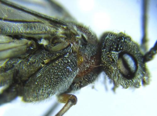 Réf. 279 443 : Dolerus schmidti