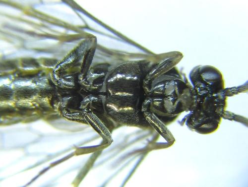 Réf. 279 474 : Empria pumiloides