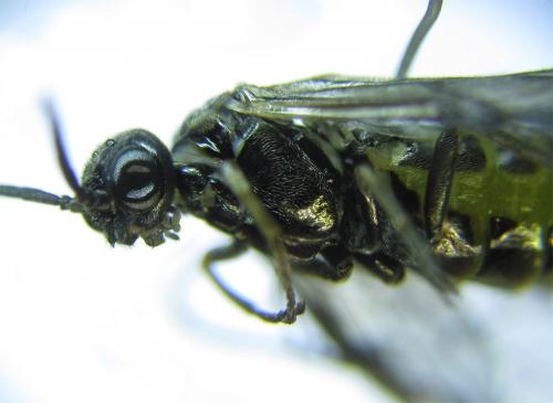 Réf. 279 521 : Empria pumiloides