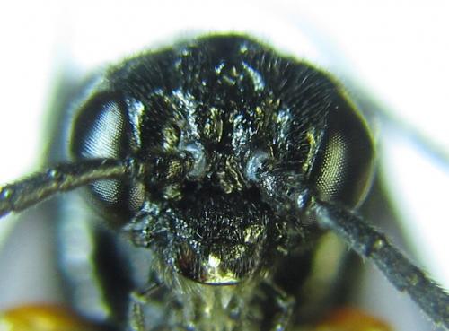 Réf. 279 594 : Eutomostethus gagathinus