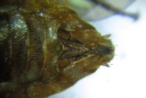 Réf. 279 614 : Pristiphora nigriceps