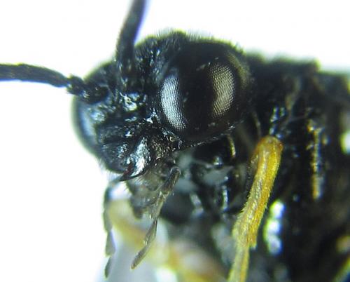 Réf. 279 718 : Eutomostethus gagathinus