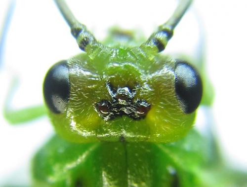 Réf. 279 759 : Euura viridissima