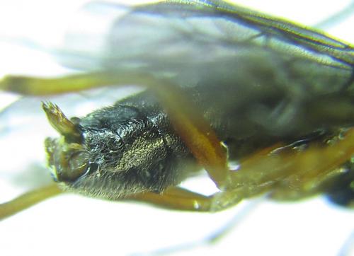 Réf. 279 375 : Platycampus luridiventris