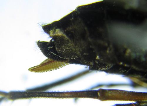 Réf. 279 444 : Dolerus schmidti