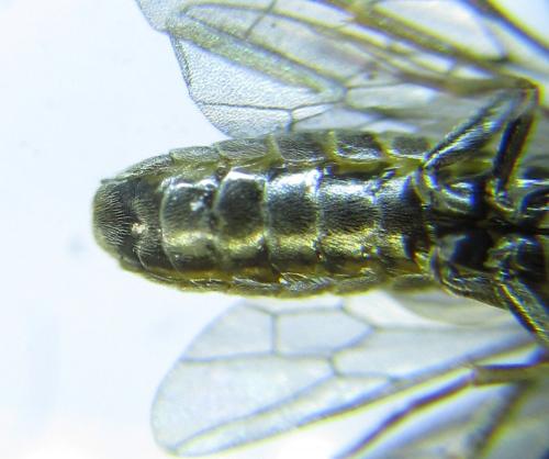 Réf. 279 475 : Empria pumiloides