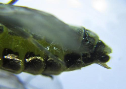 Empria pumiloides