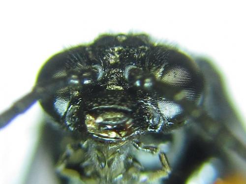 Réf. 279 595 : Eutomostethus gagathinus
