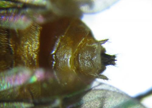 Réf. 279 615 : Pristiphora nigriceps