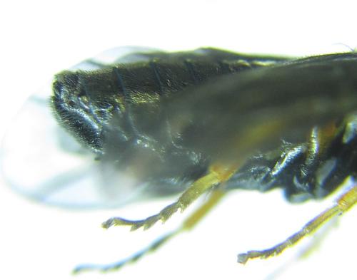 Réf. 279 719 : Eutomostethus gagathinus