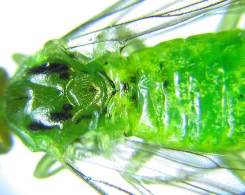 Réf. 279 760 : Euura viridissima
