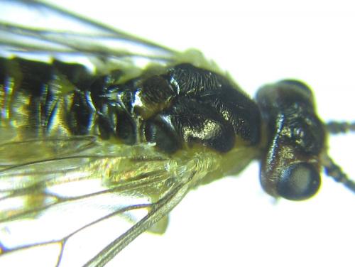 Réf. 279 776 : Euura viridissima