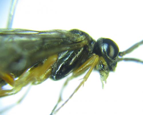Réf. 279 376 : Platycampus luridiventris