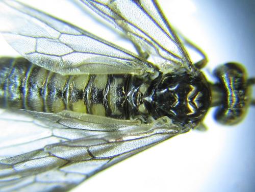 Réf. 279 476 : Empria pumiloides