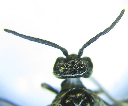 Empria pumiloides