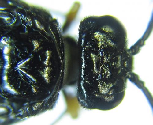 Réf. 279 596 : Eutomostethus gagathinus