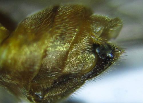 Réf. 279 616 : Pristiphora nigriceps