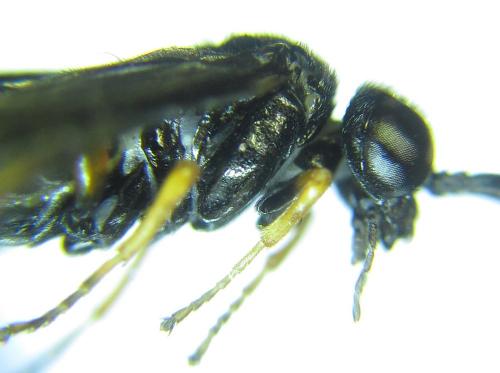 Réf. 279 720 : Eutomostethus gagathinus