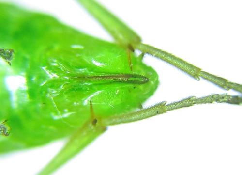 Réf. 279 761 : Euura viridissima