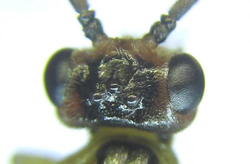 Réf. 279 777 : Euura viridissima