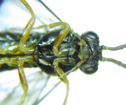 Réf. 279 377 : Platycampus luridiventris