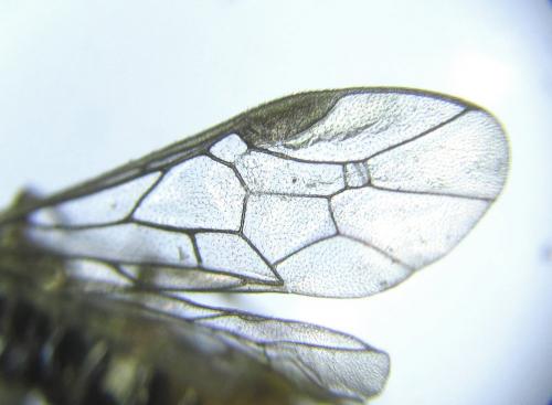 Réf. 279 778 : Euura viridissima