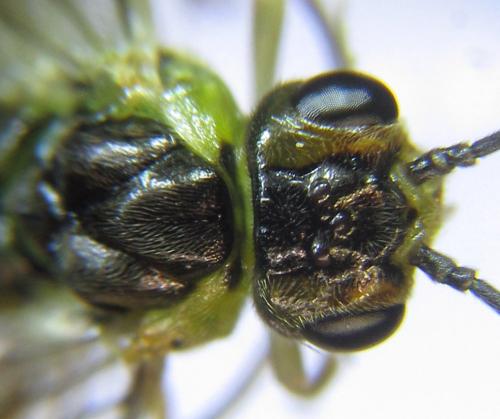 Réf. 279 866 : Euura papillosa
