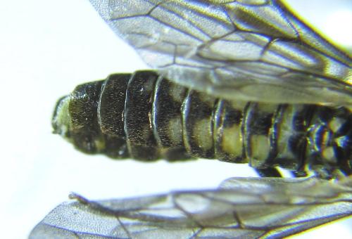 Empria pumiloides