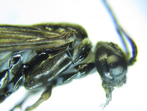 Réf. 279 501 : Empria pumiloides
