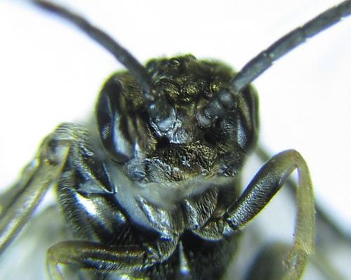 Réf. 279 525 : Empria pumiloides