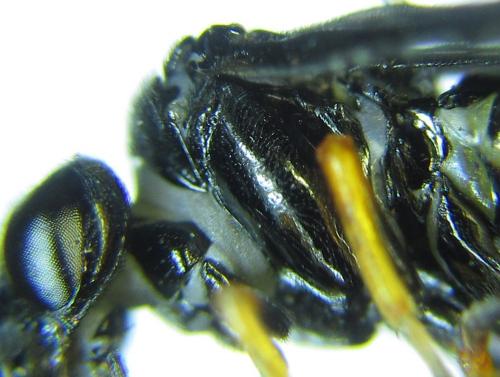 Réf. 279 597 : Eutomostethus gagathinus