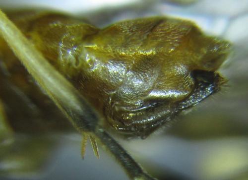 Réf. 279 617 : Pristiphora nigriceps