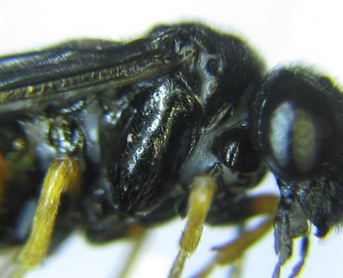 Réf. 279 721 : Eutomostethus gagathinus